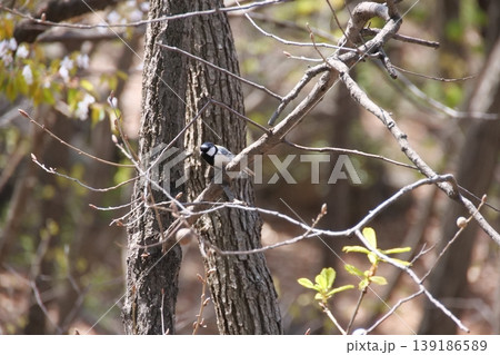 Great Tit Bird Perched on Sakura Tree Great Tit Bird Perched on Sakura Tree 139186589