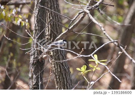 Great Tit Bird Perched on Sakura Tree 139186600
