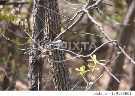 Great Tit Bird Perched on Sakura Tree Great Tit Bird Perched on Sakura Tree 139186601