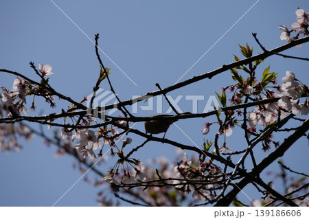 Great Tit Bird Perched on Sakura Tree Great Tit Bird Perched on Sakura Tree 139186606