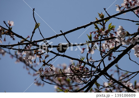 Great Tit Bird Perched on Sakura Tree Great Tit Bird Perched on Sakura Tree 139186609