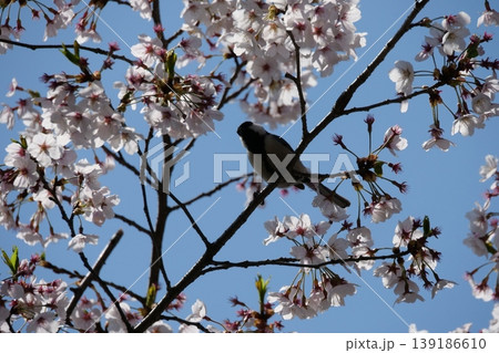Great Tit Bird Perched on Sakura Tree Great Tit Bird Perched on Sakura Tree 139186610