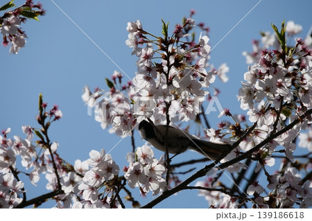 Great Tit Bird Perched on Sakura Tree 139186618