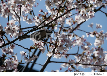 Great Tit Bird Perched on Sakura Tree Great Tit Bird Perched on Sakura Tree 139186623