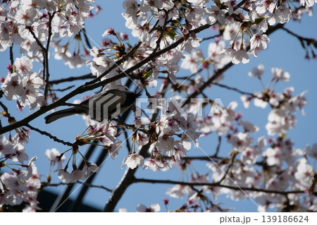 Great Tit Bird Perched on Sakura Tree 139186624