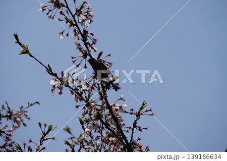 Great Tit Bird Perched on Sakura Tree Great Tit Bird Perched on Sakura Tree 139186634