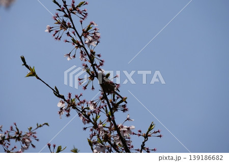 Small Bird Sitting on Blooming Cherry Blossom 139186682