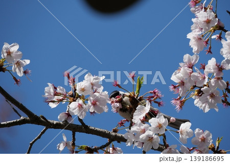 Small Bird Sitting on Blooming Cherry Blossom Small Bird Sitting on Blooming Cherry Blossom 139186695