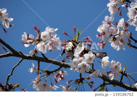 Small Bird Sitting on Blooming Cherry Blossom 139186702