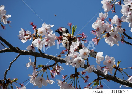 Small Bird Sitting on Blooming Cherry Blossom Small Bird Sitting on Blooming Cherry Blossom 139186704
