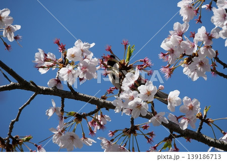 Small Bird Sitting on Blooming Cherry Blossom Small Bird Sitting on Blooming Cherry Blossom 139186713