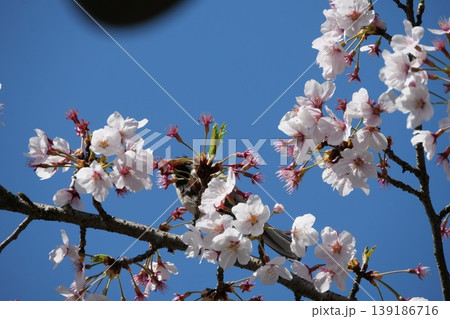 Small Bird Sitting on Blooming Cherry Blossom Small Bird Sitting on Blooming Cherry Blossom 139186716