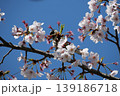 Small Bird Sitting on Blooming Cherry Blossom 139186718