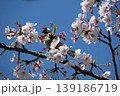 Small Bird Sitting on Blooming Cherry Blossom 139186719