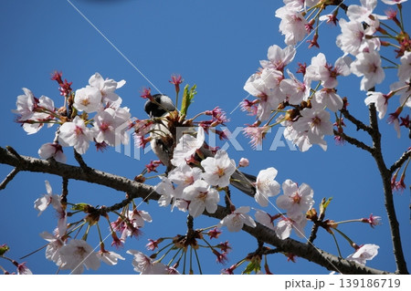 Small Bird Sitting on Blooming Cherry Blossom Small Bird Sitting on Blooming Cherry Blossom 139186719