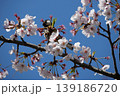Small Bird Sitting on Blooming Cherry Blossom 139186720