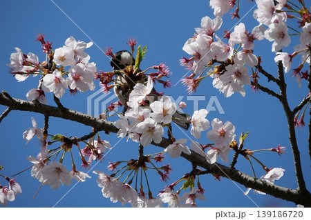 Small Bird Sitting on Blooming Cherry Blossom 139186720