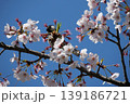 Small Bird Sitting on Blooming Cherry Blossom 139186721