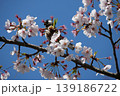 Small Bird Sitting on Blooming Cherry Blossom 139186722