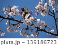 Small Bird Sitting on Blooming Cherry Blossom 139186723