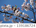 Small Bird Sitting on Blooming Cherry Blossom 139186724