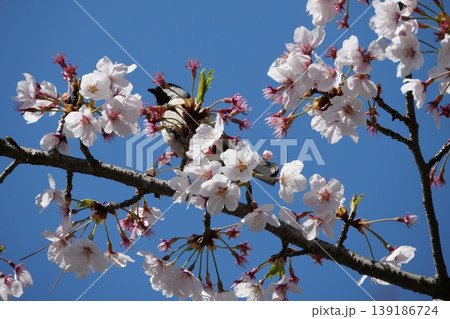 Small Bird Sitting on Blooming Cherry Blossom Small Bird Sitting on Blooming Cherry Blossom 139186724