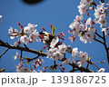 Small Bird Sitting on Blooming Cherry Blossom 139186725