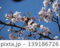 Small Bird Sitting on Blooming Cherry Blossom 139186726
