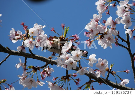 Small Bird Sitting on Blooming Cherry Blossom Small Bird Sitting on Blooming Cherry Blossom 139186727