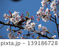 Small Bird Sitting on Blooming Cherry Blossom 139186728