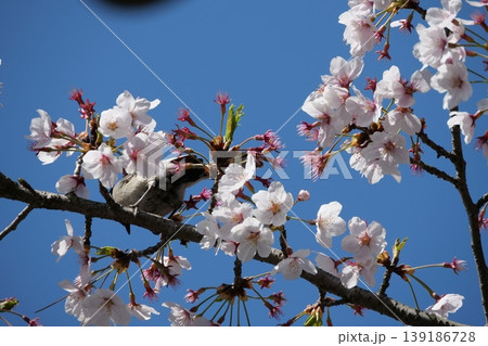 Small Bird Sitting on Blooming Cherry Blossom 139186728