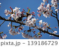 Small Bird Sitting on Blooming Cherry Blossom 139186729