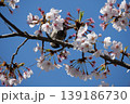 Small Bird Sitting on Blooming Cherry Blossom 139186730