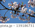 Small Bird Sitting on Blooming Cherry Blossom 139186731