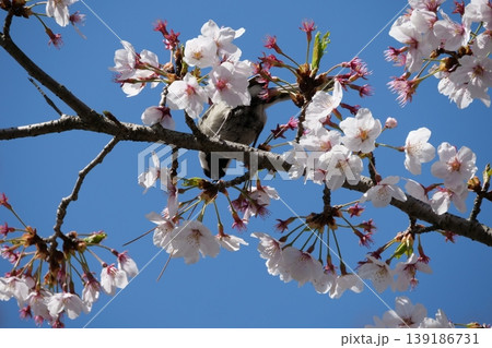 Small Bird Sitting on Blooming Cherry Blossom 139186731