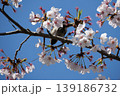 Small Bird Sitting on Blooming Cherry Blossom 139186732