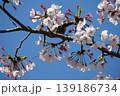 Small Bird Sitting on Blooming Cherry Blossom 139186734