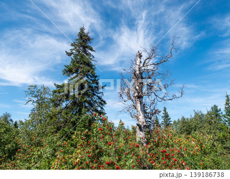 A tall evergreen tree stands beside a bare birch in a vibrant forest. A tall evergreen tree stands beside a bare birch in a vibrant forest. 139186738