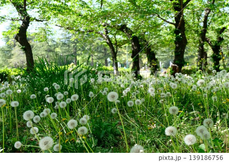 愛知県名古屋市昭和区_鶴舞公園11_2025年4月 愛知県名古屋市昭和区_鶴舞公園11_2025年4月 139186756