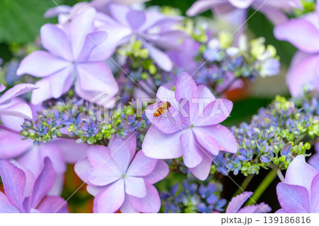 紫の紫陽花に止まる小さなヒラタアブと初夏の訪れ 紫の紫陽花に止まる小さなヒラタアブと初夏の訪れ 139186816