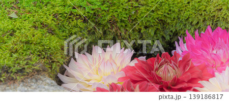 苔むした岩肌に添えられた色鮮やかなダリアの花 139186817