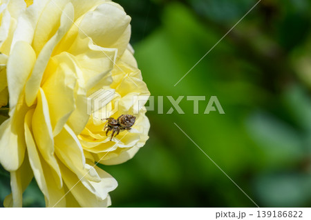黄色いバラの花びらに乗る小さなハエトリグモ 黄色いバラの花びらに乗る小さなハエトリグモ 139186822