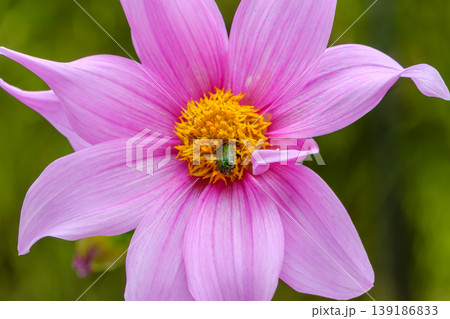 ピンクのダリアの花粉にまみれる緑色のコガネムシ 139186833