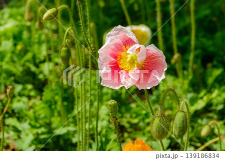 陽光を浴びて輝くピンクと白のポピーの花 陽光を浴びて輝くピンクと白のポピーの花 139186834