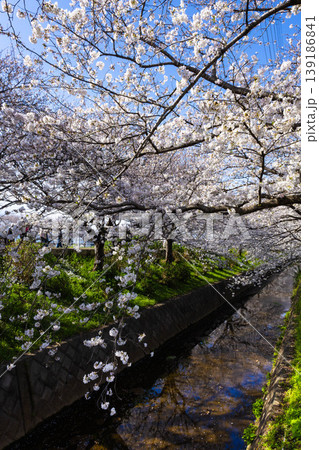 土手に咲く満開の桜 土手に咲く満開の桜 139186841