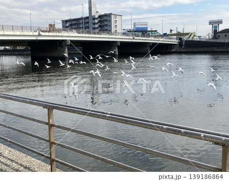 潮鶴橋近くの鶴見川と一斉に羽ばたく水鳥たち 139186864