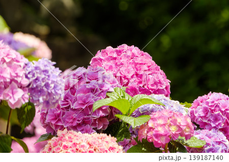 色鮮やかに咲き誇るピンクと紫の紫陽花 139187140