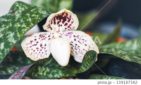 Macro shot of Paphiopedilum concolor orchid flower in the garden 139187162