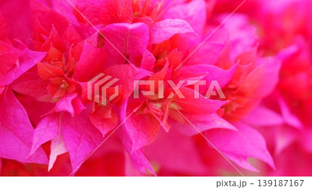 Macro shot of vibrant pink bougainvillea flowers in full bloom 139187167