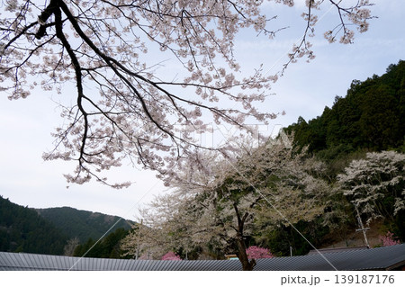 岐阜県本巣市_樽見駅前の桜_2025年4月 139187176